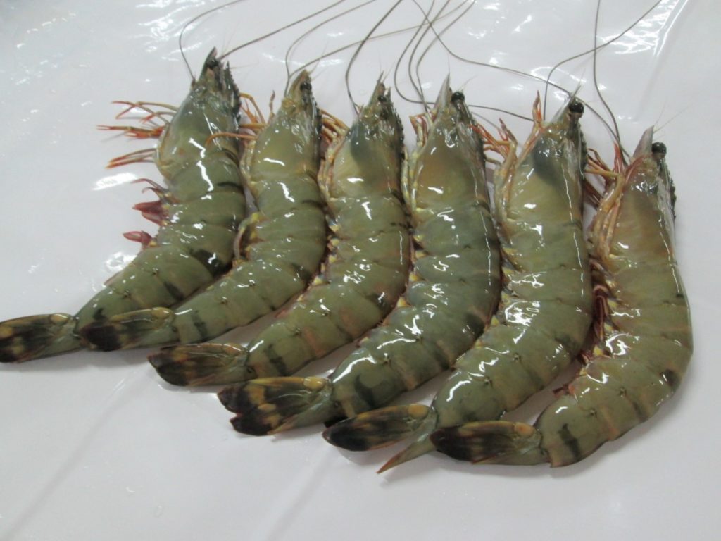 Organic Shrimps | ecoshrimp-vn.com